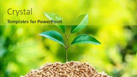  Presentation with green tree - Beautiful slide set featuring fuel-wood-pellets-with-green backdrop and a yellow colored foreground