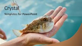  Presentation with fishing - Slide deck enhanced with fugu fish caught while fishing background and a light blue colored foreground