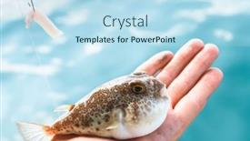  Presentation with hand palm - Slide deck featuring fugu-fish-is-lying background and a sky blue colored foreground