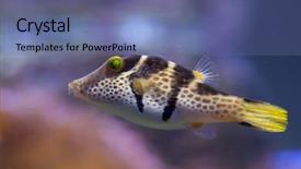  Presentation with fish by product - Slide set consisting of  background and a  colored foreground.