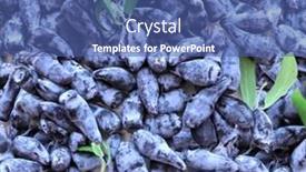  Presentation with mango juice fresh tropical fruit - Slides featuring full-background-with-ripe background and a ocean colored foreground