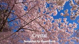  Presentation with cherry blossoms in full bloom - Beautiful slides featuring full bloom with small cluster backdrop and a coral colored foreground