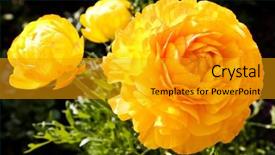  Presentation with poppies - PPT layouts featuring full bloom yellow poppies on a sunny spring day background and a gold colored foreground
