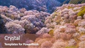  Presentation with japan cherry blossom - PPT theme having full blossom cherry tree background and a coral colored foreground