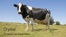  Presentation with pregnant - Presentation theme with full body image of a pregnant cow in green pasture and blue sky background and a yellow colored foreground