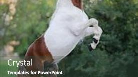  Presentation with body - PPT layouts with skewbald american miniature horse background and a tawny brown colored foreground
