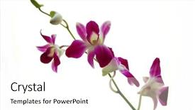 Presentation with branch - Colorful slide deck enhanced with full branch of orchids isolated backdrop and a white colored foreground