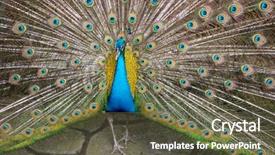 Presentation with blue ribbon - Beautiful PPT theme featuring full feather at the thailand backdrop and a  colored foreground