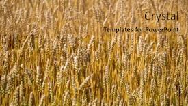  Presentation with wheat growing - Slide deck with full-frame-background-of-ripe background and a  colored foreground
