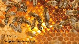  Presentation with hexagon - Presentation theme consisting of full-frame-shot-of-honey and a gold colored foreground