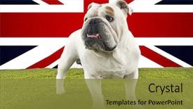  Presentation with union jack - PPT theme with full-length of british bulldog background and a gold colored foreground