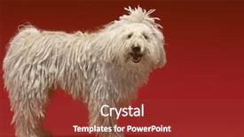  Presentation with full length portrait two men women brown sweater - Audience pleasing theme consisting of full length portrait of hungarian shepherd dog on red background backdrop and a tawny brown colored foreground