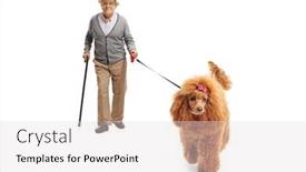  Presentation with poodle - PPT theme enhanced with full-length-portrait background and a light gray colored foreground