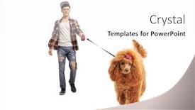  Presentation with poodle - Audience pleasing slides consisting of full-length-portrait backdrop and a white colored foreground