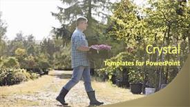  Presentation with flower pots - Slide set featuring full length side view of gardener walking while carrying crate of flower pots in garden background and a violet colored foreground