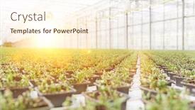  Presentation with lens - Beautiful presentation theme featuring full-length-view-of-herbs backdrop and a cream colored foreground