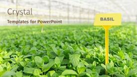  Presentation with growing - PPT theme with full-length-view-of-herbs background and a cream colored foreground