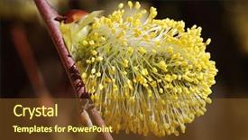  Presentation with cherry blossoms in full bloom - Colorful slide set enhanced with full of blooms - pussy-willows backdrop and a  colored foreground