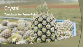  Presentation with cherry blossoms in full bloom - Presentation theme having full of fresh ripe pineapple background and a mint green colored foreground