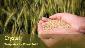  Presentation with seeds farmer - Cool new slide deck with full of ripe wheat seed backdrop and a tawny brown colored foreground