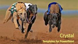  Presentation with greyhound race - Slides with waterfront property on long islands great south bay background and a gray colored foreground