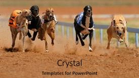  Presentation with greyhound race - Colorful PPT layouts enhanced with full speed during a race backdrop and a coral colored foreground