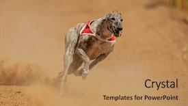  Presentation with greyhound race - Amazing slide set having full speed during a race backdrop and a coral colored foreground