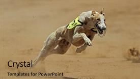  Presentation with greyhound race - Presentation theme enhanced with full speed during a race background and a coral colored foreground