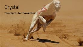  Presentation with greyhound race - Amazing theme having full speed during a race backdrop and a coral colored foreground