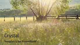  Presentation with rain - PPT theme featuring full with daises after rain background and a gold colored foreground