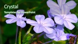  Presentation with summer - Audience pleasing PPT theme consisting of fully bloomed violets backdrop and a forest green colored foreground