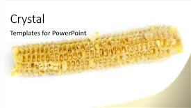  Presentation with corn cob - Presentation theme consisting of eaten corn on the cob background and a white colored foreground