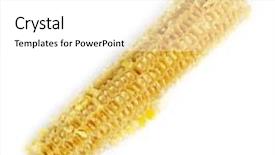  Presentation with corn cob - Amazing slides having fully eaten corn backdrop and a white colored foreground