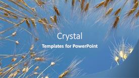  Presentation with blue sky - Audience pleasing presentation design consisting of fully-grown-wheat-stalks-against backdrop and a teal colored foreground