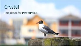  Presentation with post mortem investigation - Beautiful slides featuring fulmar bird on the post backdrop and a sky blue colored foreground