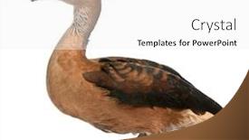  Presentation with duck - Amazing slides having fulvous-whistling-duck-dendrocygna-bicolor backdrop and a white colored foreground