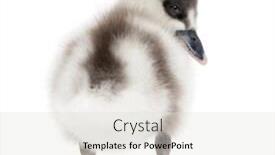  Presentation with old big bike on white - Cool new PPT layouts with fulvous-whistling-duck-dendrocygna-bicolor backdrop and a lemonade colored foreground