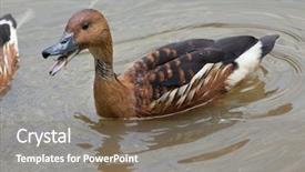  Presentation with duck hunting - Theme featuring fulvous whistling duck dendrocygna bicolor background and a violet colored foreground