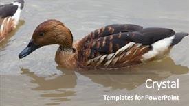  Presentation with duck hunting - Colorful theme enhanced with fulvous whistling duck dendrocygna bicolor backdrop and a gray colored foreground