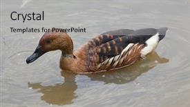  Presentation with duck hunting - Cool new presentation theme with fulvous whistling duck dendrocygna bicolor backdrop and a light gray colored foreground