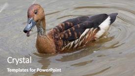  Presentation with duck - Beautiful theme featuring fulvous whistling duck dendrocygna bicolor backdrop and a gray colored foreground