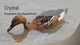  Presentation with duck - PPT theme with fulvous whistling duck dendrocygna bicolor background and a light gray colored foreground