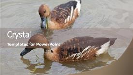  Presentation with duck - PPT theme featuring fulvous whistling duck dendrocygna bicolor background and a violet colored foreground