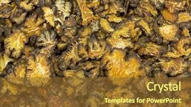  Presentation with traditional chinese medicine - Colorful slides enhanced with fundaments - closeup sliced dried szechuan lovage backdrop and a tawny brown colored foreground