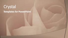  Presentation with tiger orchid close up petal - Beautiful PPT layouts featuring funeral loving - close up of rose petals backdrop and a coral colored foreground