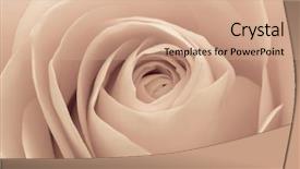  Presentation with tiger orchid close up petal - PPT theme enhanced with funeral loving - close up of rose petals background and a coral colored foreground