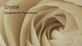  Presentation with red and white rose petals - Beautiful presentation theme featuring funeral loving - close up of white rose backdrop and a coral colored foreground