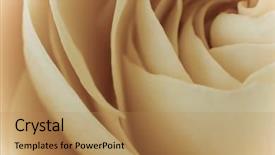  Presentation with white rose - Audience pleasing theme consisting of funeral loving - close up of white rose backdrop and a coral colored foreground