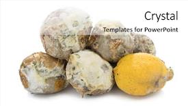  Presentation with buah jeruk lemon - Slide set consisting of fungal infection - heap of decayed lemon background and a white colored foreground