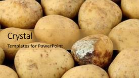 Presentation with fungal infection - Amazing slide set having fungal infection - infected potato in group backdrop and a yellow colored foreground